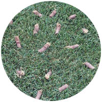 Chanhassen turfgrass aeration and seeding