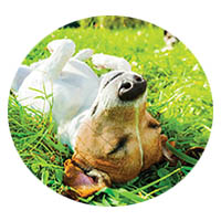 Chanhassen flea and tick control