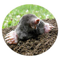 Chanhassen mole & grub control