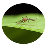Chanhassen MN mosquito control