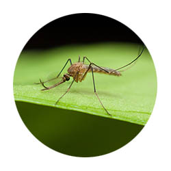 Chanhassen spring touch mosquito control