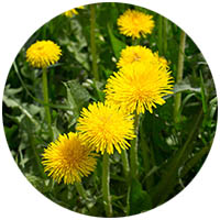 Chanhassen grass weed control